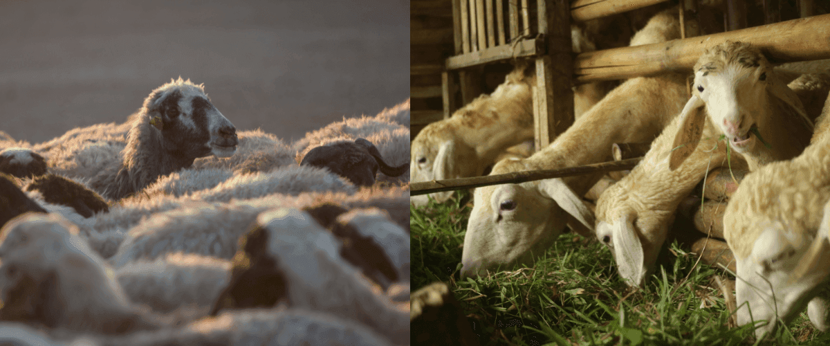 Afrika'da Adak, Akika, Şükür Kurbanı Kesiyoruz!